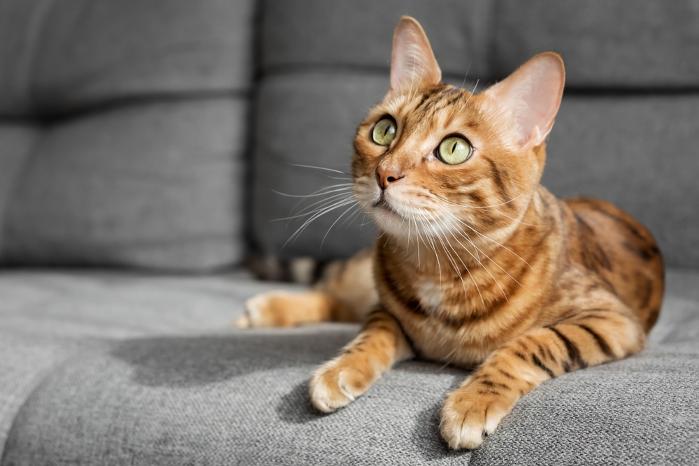 Picture of a cat on a couch in an apartment in Webb City