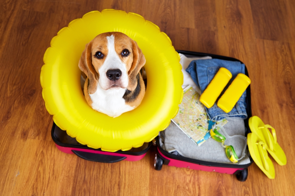 Cute dog with floatie and suitcase enjoying summer apartment life