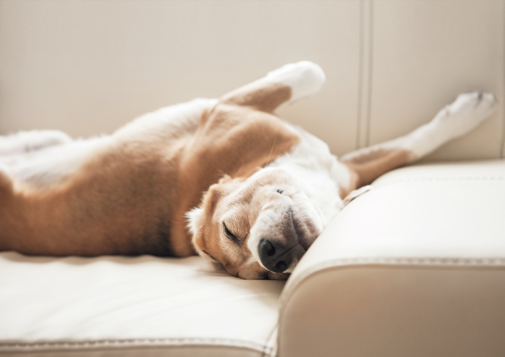 Dog sleeping on sofa in a pet-friendly apartment