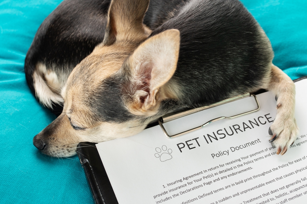Dog with pet insurance documents on a clipboard